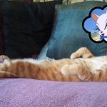 How to Remember Your Dreams Sigmund-dreaming